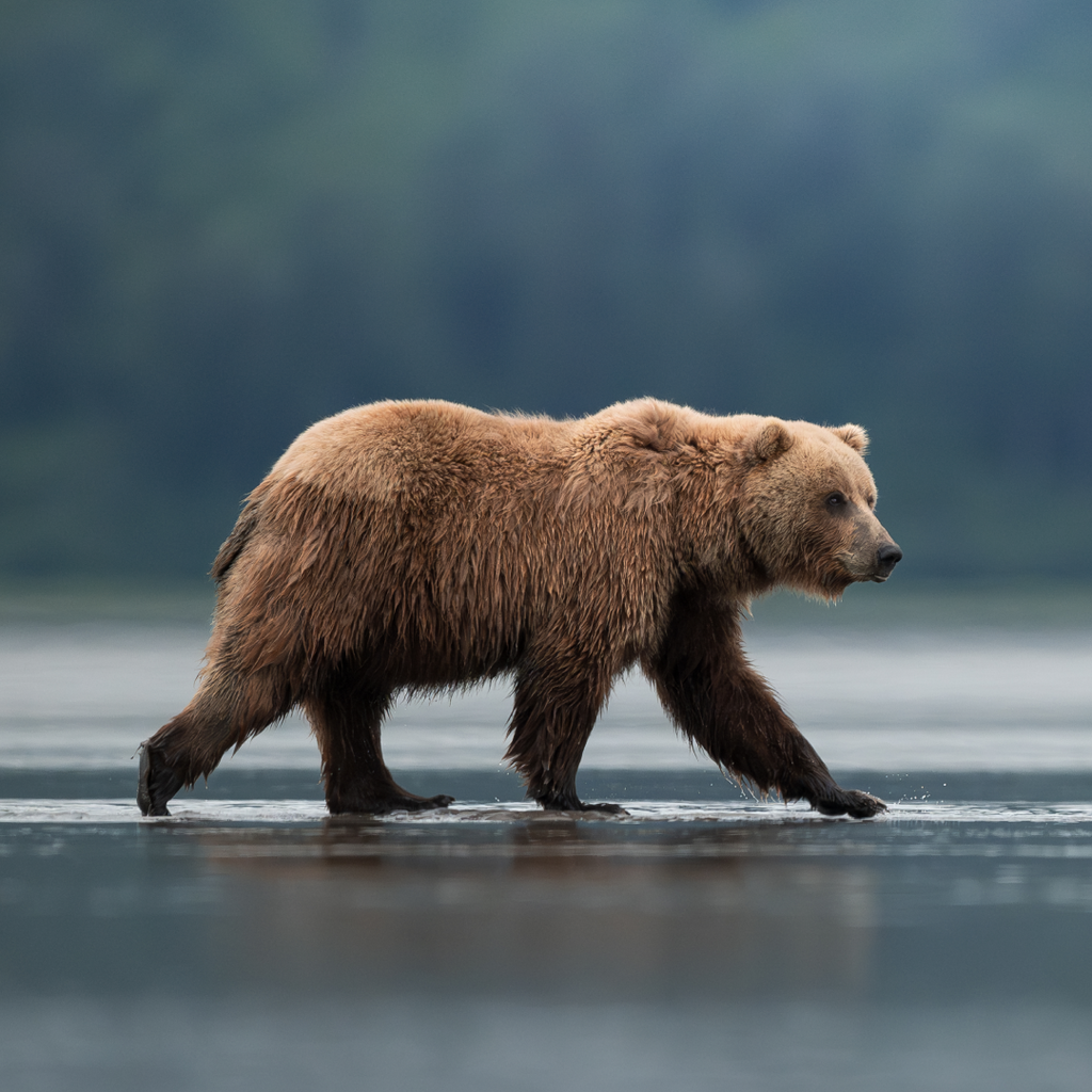Out To Sea Bear Hat