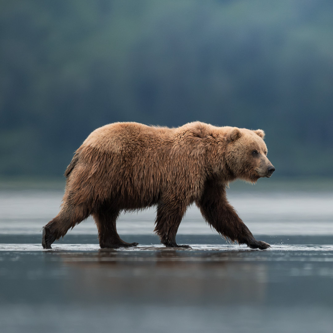 Out To Sea Bear Hat